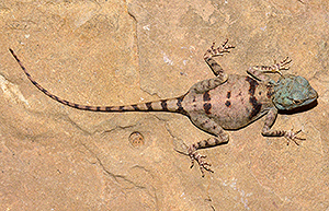 Pseudotrapelus sinaitus